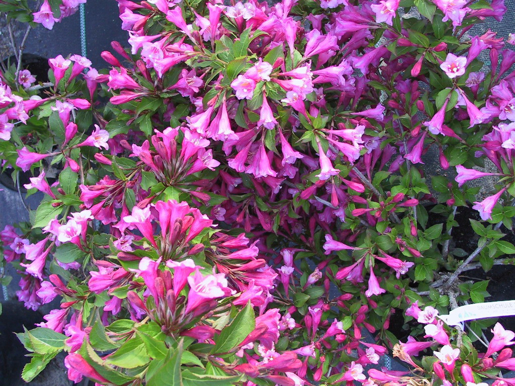 Weigela Rumba.jpg